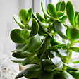 PLANT IN A BOX - Arbre à jade - Lot 2 - Crassula ovata - Hauteur 15-25cm - Pot 12cm - vignette
