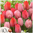 PLANT IN A BOX - Tulipe - Set de 40 - Tulipa 'Salmon', 'Van Eijk' - Bulbes à fleurs - Rouge - vignette