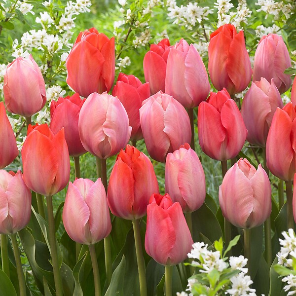 PLANT IN A BOX - Tulipe - Set de 40 - Tulipa 'Salmon', 'Van Eijk' - Bulbes à fleurs - Rouge - large