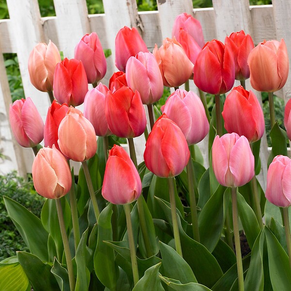 PLANT IN A BOX - Tulipe - Set de 40 - Tulipa 'Salmon', 'Van Eijk' - Bulbes à fleurs - Rouge - large