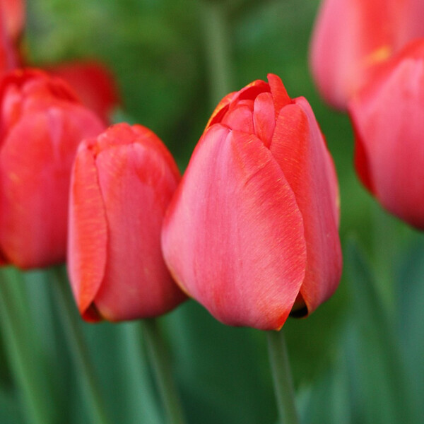 PLANT IN A BOX - Tulipe - Set de 40 - Tulipa 'Salmon', 'Van Eijk' - Bulbes à fleurs - Rouge - large