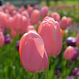 PLANT IN A BOX - Tulipe - Set de 40 - Tulipa 'Salmon', 'Van Eijk' - Bulbes à fleurs - Rouge - vignette