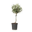 PLANT IN A BOX - Olivier - Olea europaea - Hauteur 45-55cm - ⌀14cm - vignette
