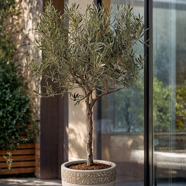 PLANT IN A BOX - Olivier - Olea europaea - Hauteur 45-55cm - ⌀14cm - large
