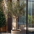 PLANT IN A BOX - Olivier - Olea europaea - Hauteur 45-55cm - ⌀14cm - vignette
