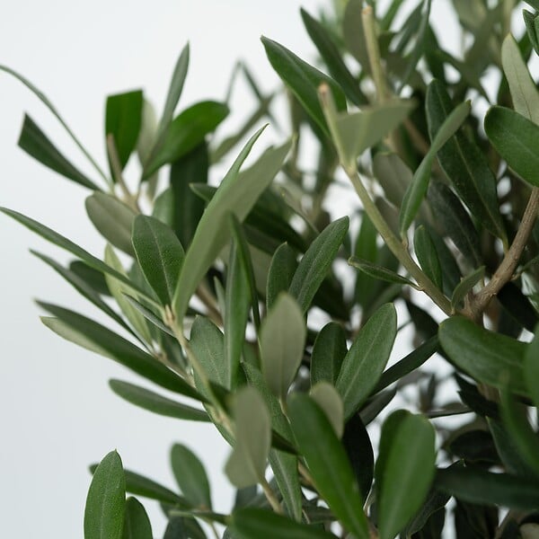 PLANT IN A BOX - Olivier - Olea europaea - Hauteur 45-55cm - ⌀14cm - large
