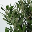 PLANT IN A BOX - Olivier - Olea europaea - Hauteur 45-55cm - ⌀14cm - vignette