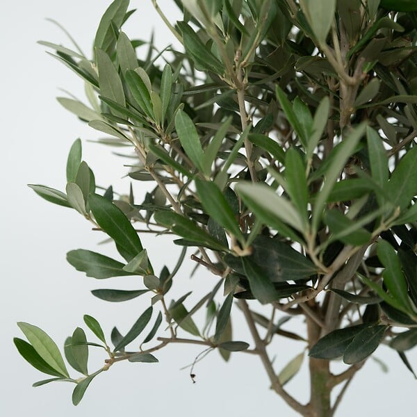 PLANT IN A BOX - Olivier - Olea europaea - Hauteur 45-55cm - ⌀14cm - large