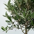 PLANT IN A BOX - Olivier - Olea europaea - Hauteur 45-55cm - ⌀14cm - vignette