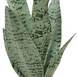 ATMOSPHERA - Plante artificielle Sansevieria Chéri céramique Jaune H38cm - vignette