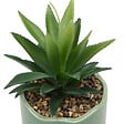 ATMOSPHERA - Plante artificielle en pot céramique Cheri - Jaune - 10cm - vignette