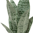 ATMOSPHERA - Plante artificielle Sansevieria Chéri céramique Jaune H38cm - vignette