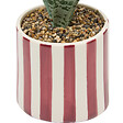 ATMOSPHERA - Plante artificielle Sansevieria Chéri céramique Jaune H38cm - vignette