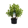 ARBORIX - Azalée caduque knaphill blanc - Azalea Knaphill Wit  - 60-80 cm pot - vignette