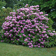 ARBORIX - Rhododendron 'Cat. Grandiflorum' - Rhododendron 'Catawbiense' Grandiflorum  - 40-50 cm pot - vignette