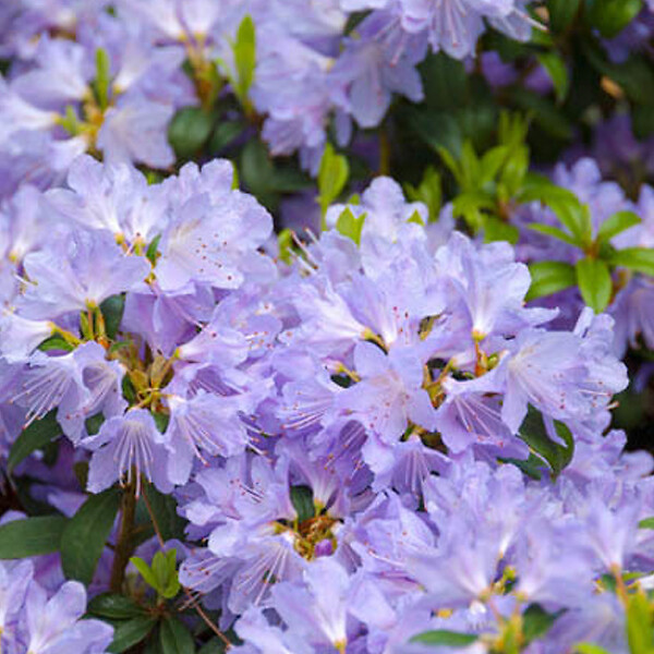 ARBORIX - 2 x Rhododendron 'Blue Tit' - Rhododendron 'Blue Tit'  - 20-30 cm pot - large