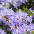 ARBORIX - 2 x Rhododendron 'Blue Tit' - Rhododendron 'Blue Tit'  - 20-30 cm pot - vignette