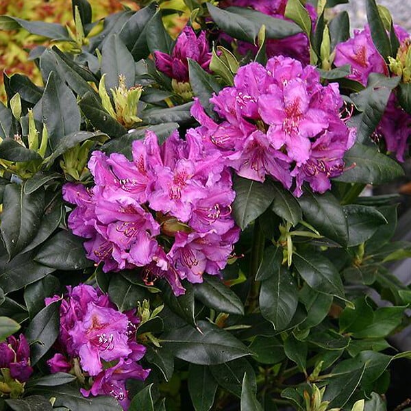 ARBORIX - Rhododendron 'Lee's Dark Purple - Rhododendron 'Lee'S Dark Purple'  - 40-50 cm pot - large