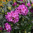 ARBORIX - Rhododendron 'Lee's Dark Purple - Rhododendron 'Lee'S Dark Purple'  - 40-50 cm pot - vignette