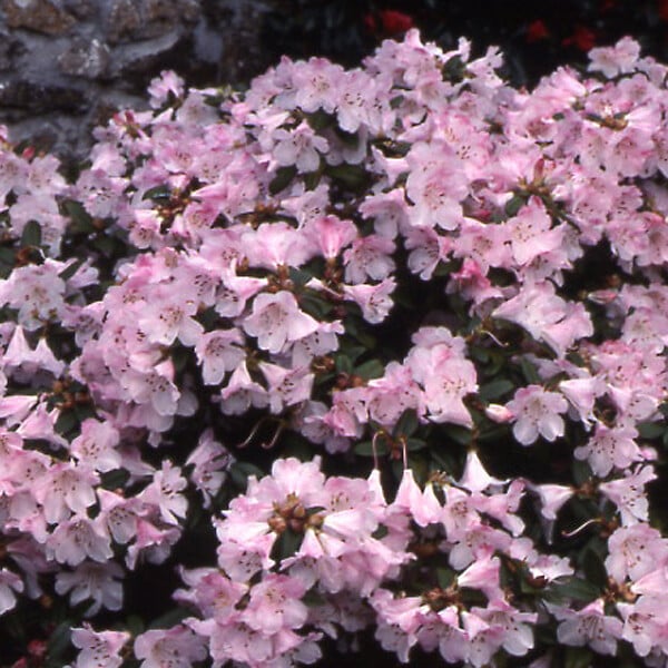 ARBORIX - 2 x Rhododendron 'Clipinense' - Rhododendron 'Cilpinense'  - 20-30 cm pot - large