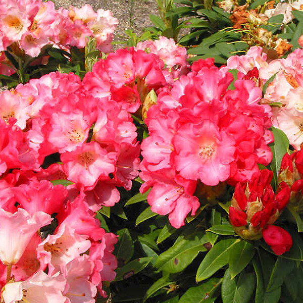 ARBORIX - Rhododendron 'Surrey Heath' - Rhododendron 'Surrey Heath'  - 25-30 cm pot - large