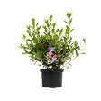 ARBORIX - Azalée caduque knaphill rose - Azalea Knaphill Roze  - 60-80 cm pot - vignette