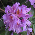 ARBORIX - Rhododendron ponticum - Rhododendron Ponticum  - 40-60 cm pot - vignette