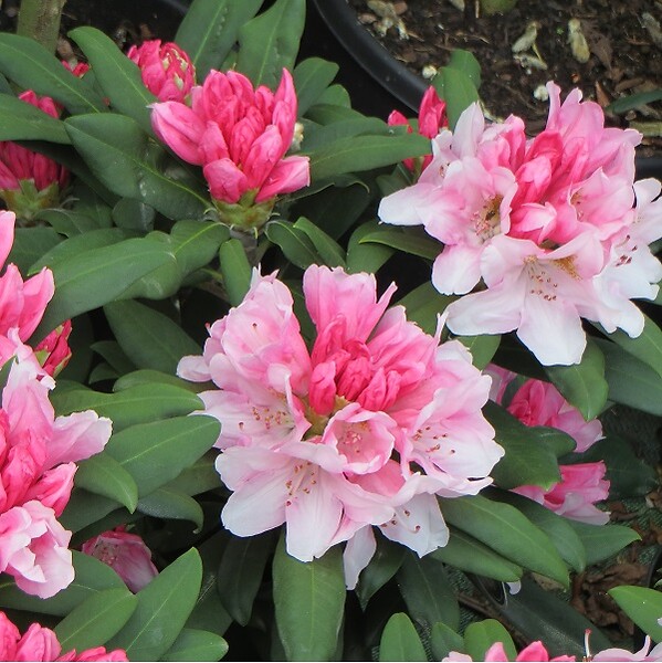 ARBORIX - Rhododendron 'Bashful' - Rhododendron 'Bashful'  - 60-80 cm pot - large