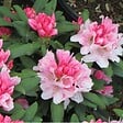 ARBORIX - Rhododendron 'Bashful' - Rhododendron 'Bashful'  - 60-80 cm pot - vignette