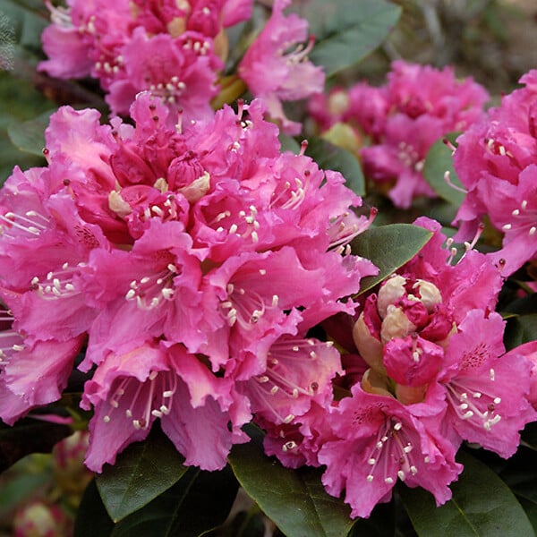 ARBORIX - Rhododendron 'Rocket' - Rhododendron 'Rocket'  - 40-50 cm pot - large