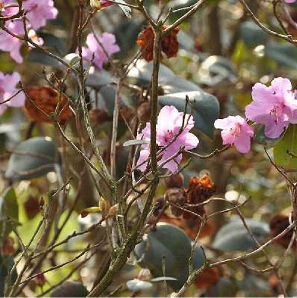 ARBORIX - Rhododendron 'Praecox' - Rhododendron 'Praecox'  - 30-40 cm pot - large