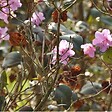 ARBORIX - Rhododendron 'Praecox' - Rhododendron 'Praecox'  - 30-40 cm pot - vignette