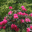 ARBORIX - Rhododendron 'Nova Zembla' - Rhododendron 'Nova Zembla'  - 40-50 cm pot - vignette