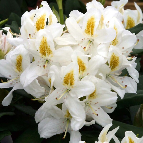 ARBORIX - Rhododendron 'Madame Masson' - Rhododendron 'Madame Masson'  - 40-50 cm pot - large