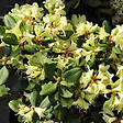 ARBORIX - 2 x Rhododendron 'Shamrock' - Rhododendron 'Shamrock'  - 20-30 cm pot - vignette