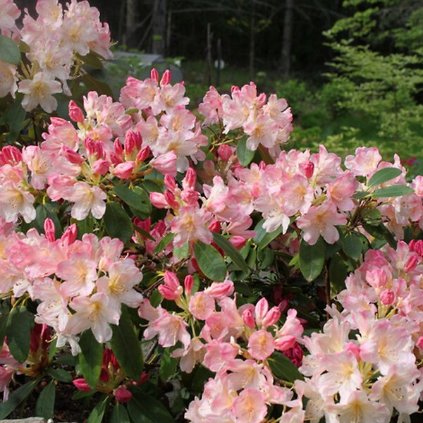 ARBORIX - Rhododendron 'Percy Wiseman' - Rhododendron 'Percy Wiseman'  - 40-50 cm pot - large