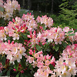ARBORIX - Rhododendron 'Percy Wiseman' - Rhododendron 'Percy Wiseman'  - 40-50 cm pot - vignette