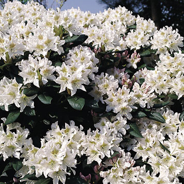 ARBORIX - Rhododendron 'Cunningham blanc' - Rhododendron 'Cunningham White'  - 40-50 cm pot - large
