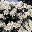 ARBORIX - Rhododendron 'Cunningham blanc' - Rhododendron 'Cunningham White'  - 40-50 cm pot - vignette