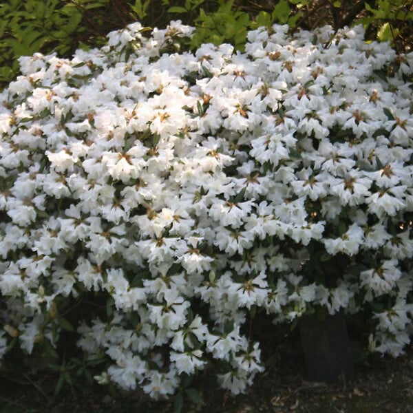 ARBORIX - 2 x Rhododendron 'Dora Amateis' - Rhododendron 'Dora Amateis'  - 20-30 cm pot - large
