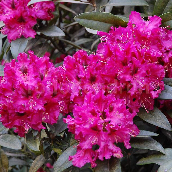ARBORIX - Rhododendron 'Marie Forte' - Rhododendron 'Marie Forte'  - 40-50 cm pot - large