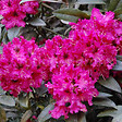 ARBORIX - Rhododendron 'Marie Forte' - Rhododendron 'Marie Forte'  - 40-50 cm pot - vignette