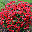 ARBORIX - 2 x Rhododendron 'Baden-Baden' - Rhododendron 'Baden-Baden'  - 20-30 cm pot - vignette