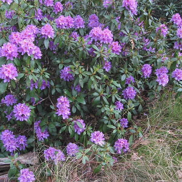 ARBORIX - 2 x Rhododendron 'Gristede' - Rhododendron 'Gristede'  - 20-30 cm pot - large