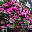 ARBORIX - Rhododendron 'Germania' - Rhododendron 'Germania'  - 40-50 cm pot - vignette