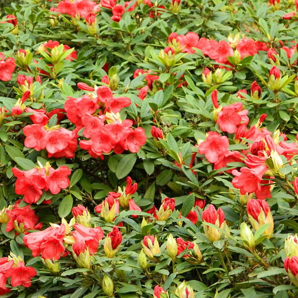 ARBORIX - 2 x Rhododendron 'Elizabeth' - Rhododendron 'Elizabeth'  - 20-30 cm pot - large