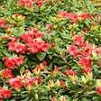 ARBORIX - 2 x Rhododendron 'Elizabeth' - Rhododendron 'Elizabeth'  - 20-30 cm pot - vignette