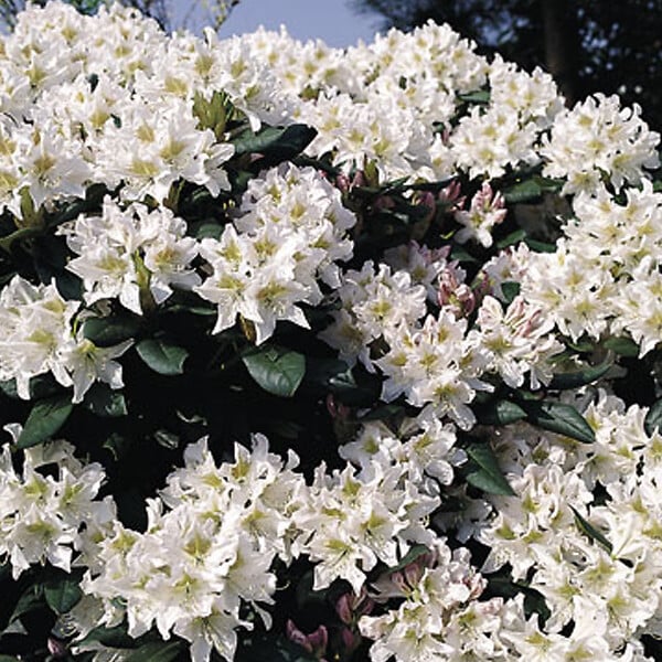 ARBORIX - Rhododendron 'Cunningham blanc' - Rhododendron 'Cunningham White'  - 60-80 cm pot - large