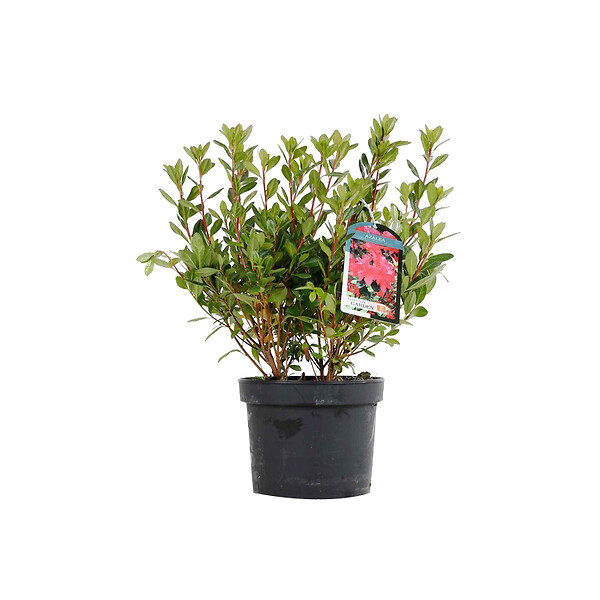 ARBORIX - Azalée caduque knaphill rouge - Azalea Knaphill Rood  - 40-50 cm pot - large