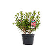 ARBORIX - Azalée caduque knaphill rouge - Azalea Knaphill Rood  - 40-50 cm pot - vignette